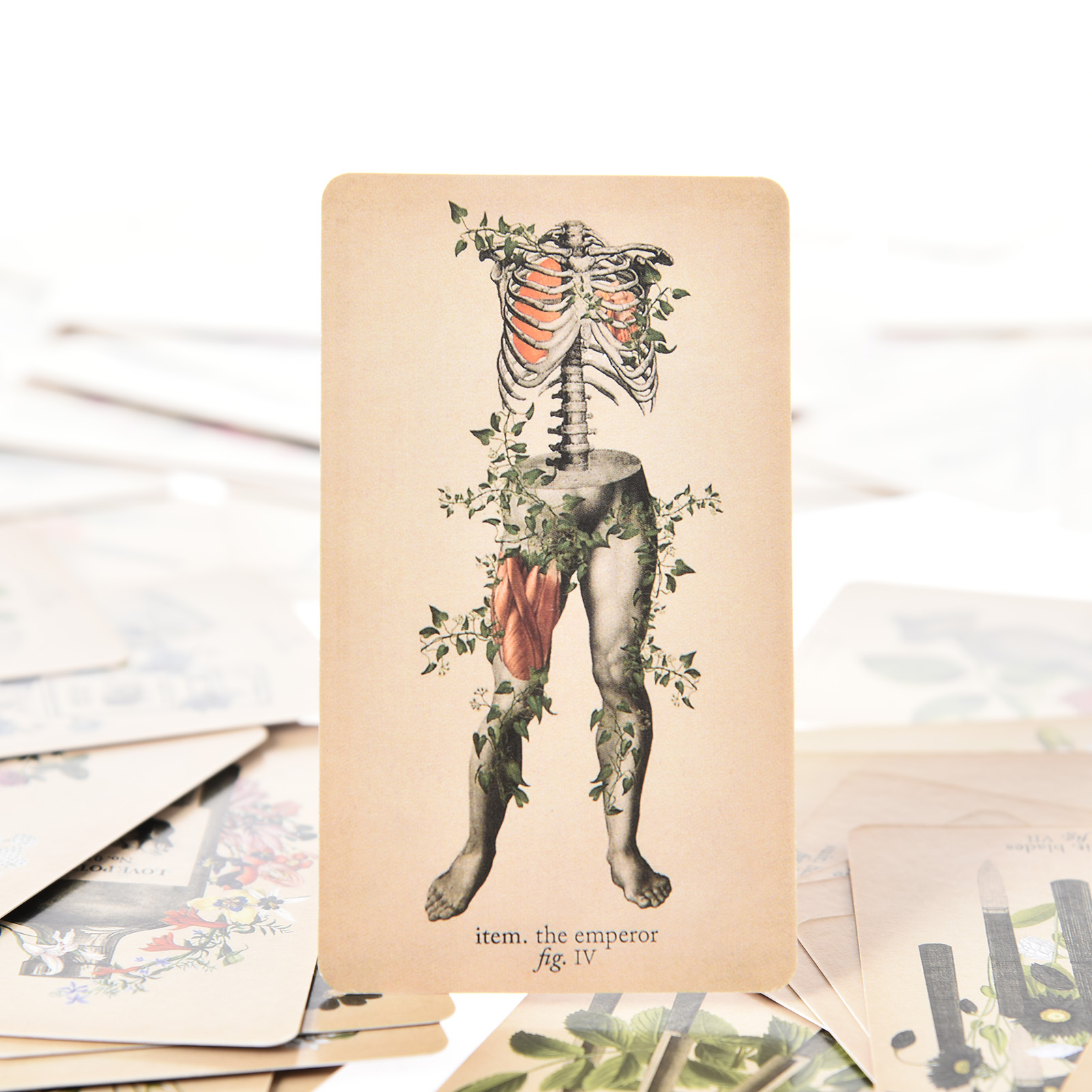 Kartu Tarot Anatomi Antik Vers - Tarot Cards Deck With Guidebook ulasan dan harga